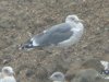 Larus sp. at Barling Rubbish Tip (Steve Arlow) (63982 bytes)